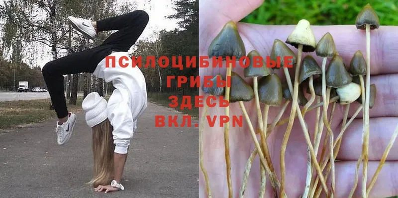 ссылка на мегу   Бикин  Псилоцибиновые грибы Psilocybe  купить наркотики цена 